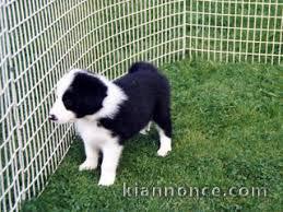 Adorable chiot Border Collie a donner