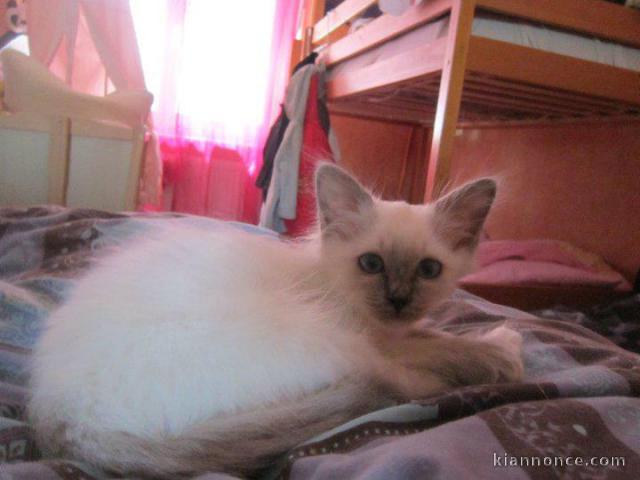 CHATON SACRE DE BIRMANIE