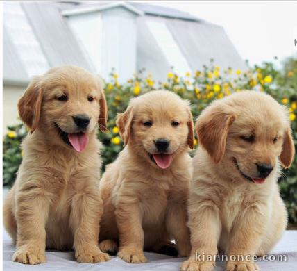 SUPERBE CHIOTS GOLDEN RETRIEVER