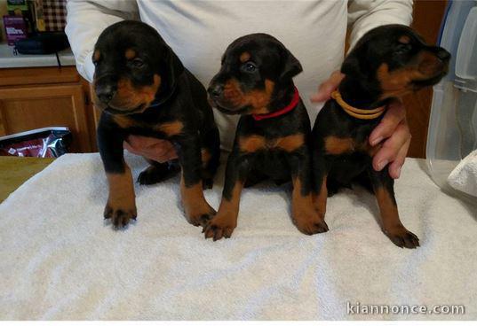 Adorables chiots Dobermann