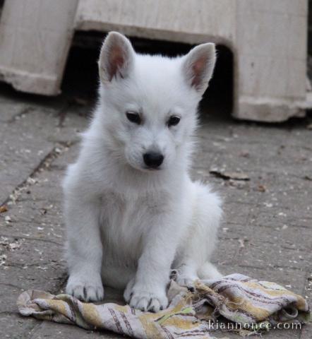 Chiots berger suisse trois mois