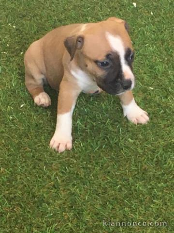 Chiot staffordshire terriers trois mois