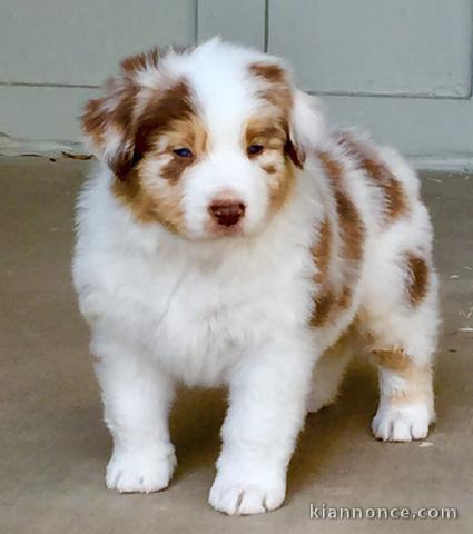 Chiots berger australien trois mois