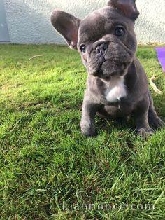 Chiots bouledogue français