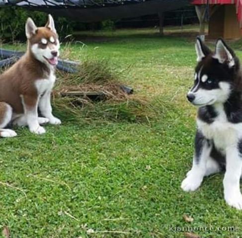 Magnifique chiot husky disponible de suite