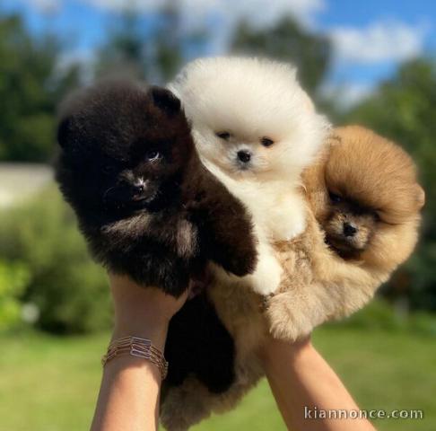 Sublime chiots spitz nains pomeranien