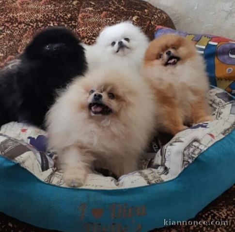 Adorables chiots spitz pomeranien