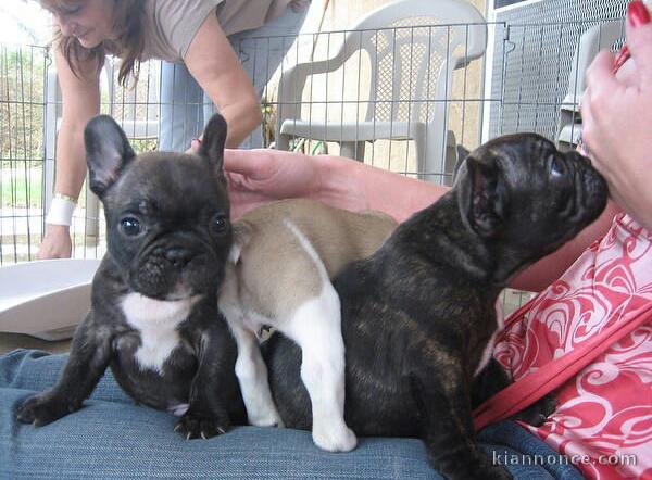 Adorables chiots bouledogues français