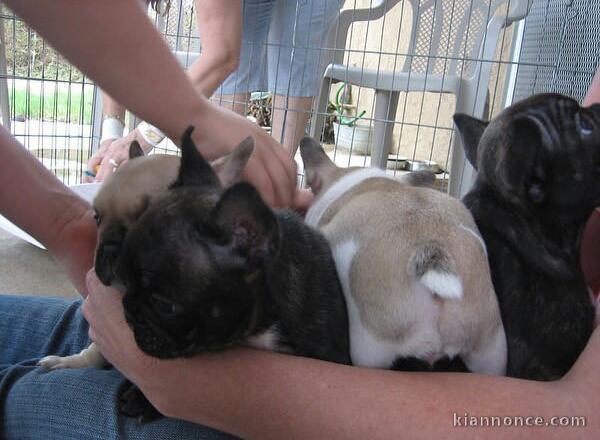 Magnifiques chiots bouledogue français