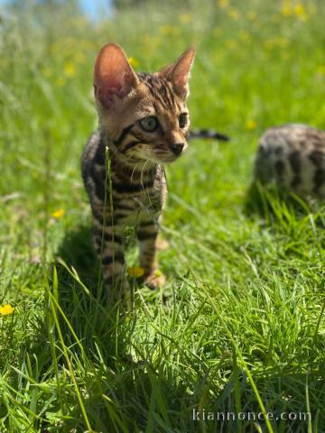 Adorables chatons bengale