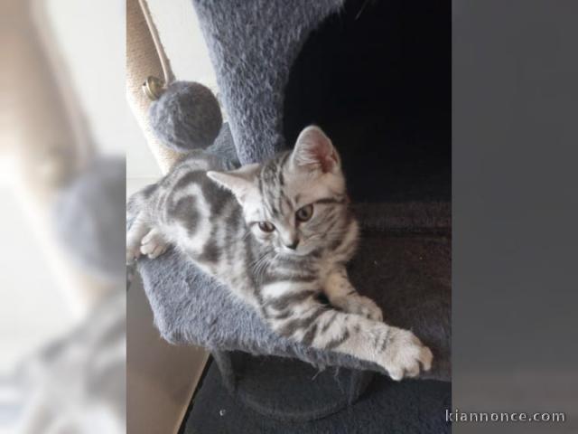 Deux chatons British shorthair