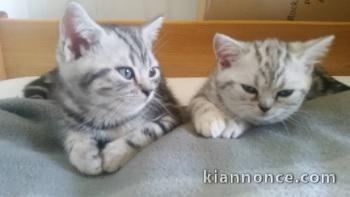 Deux chatons British shorthair