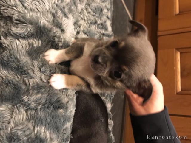 Chiots chihuahua disponible en adoption 