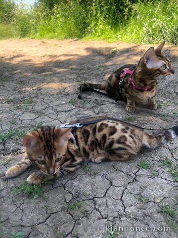 Urgent à donner chatons bengal