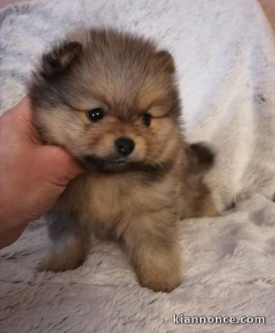 Chiots Spitz allemand a donner