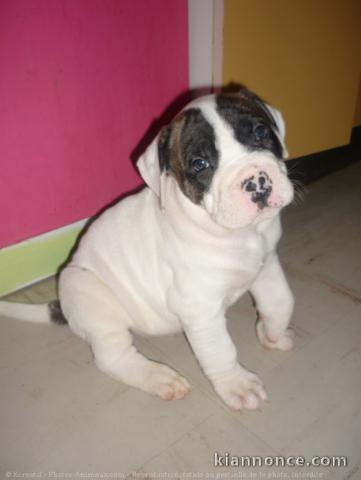 Chiots bouledogue américain trois mois