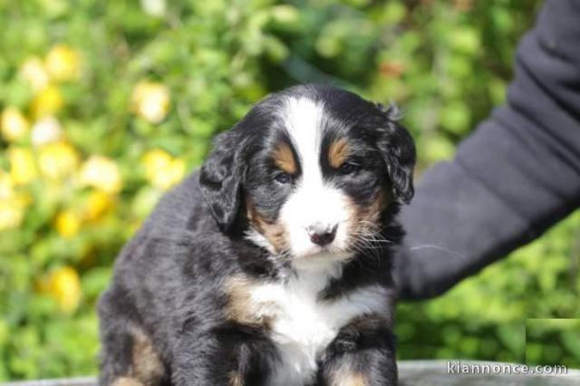 Adorable chiot bouvier bernois a donner