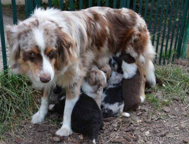 Magnifiques Chiots Berger Australien Pure Race