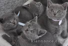 Superbes Chatons Chartreux Pure Race Pedigree