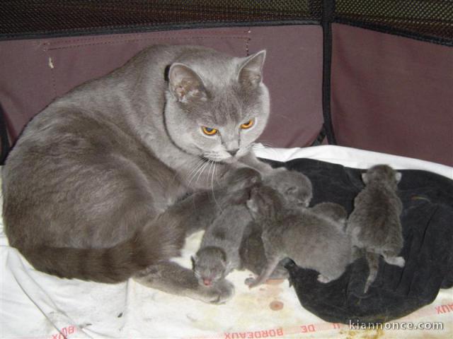 Superbes Chatons Chartreux Pure Race Pedigree