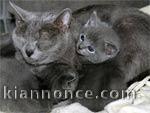 Superbes Chatons Chartreux Pure Race Pedigree