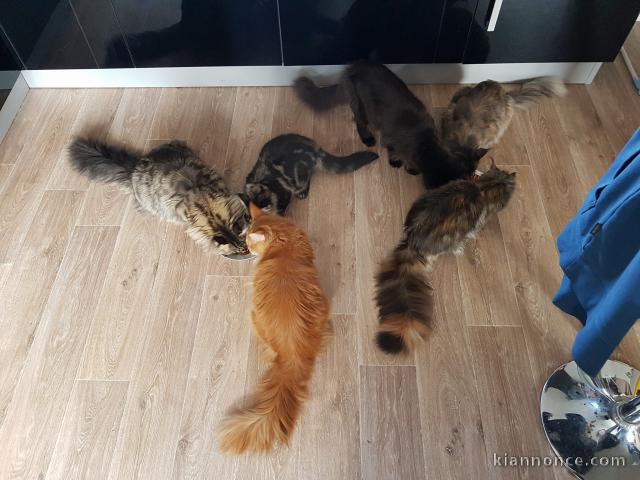 Superbes Chatons Maine Coon Pure Race Pedigree