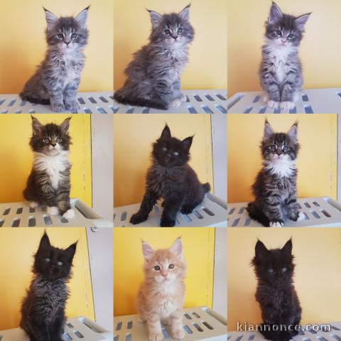 Superbes Chatons Maine Coon Pure Race Pedigree