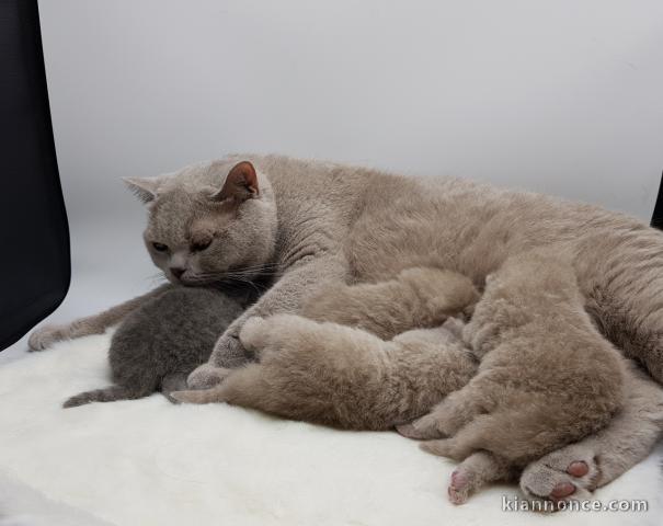 Superbes Chatons British Shorthair Pure Race