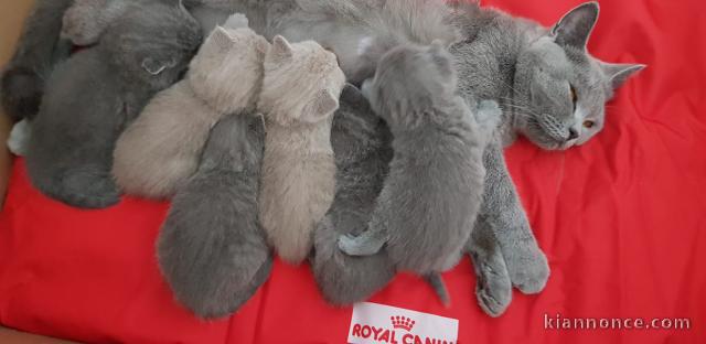 Superbes Chatons British Shorthair Pure Race