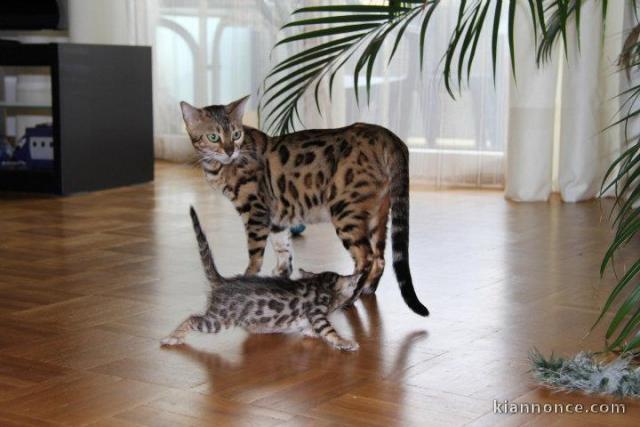 Adorables Chatons Bengal Pure Race