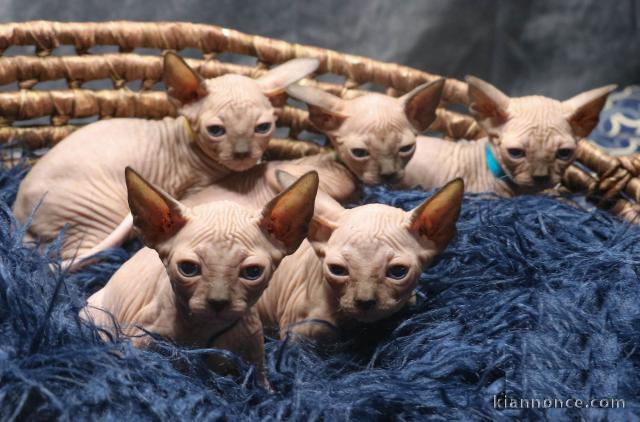 Superbes Chatons Sphynx Pure Race Pedigree