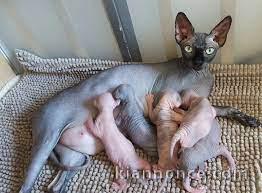 Superbes Chatons Sphynx Pure Race Pedigree