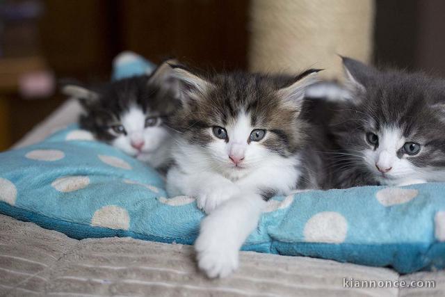 Adorables Chatons Norvégiens Pure Race