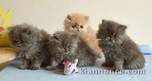 Adoables Chatons Persans Pure Race