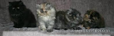 Sublimes Chatons Persans Pure Race