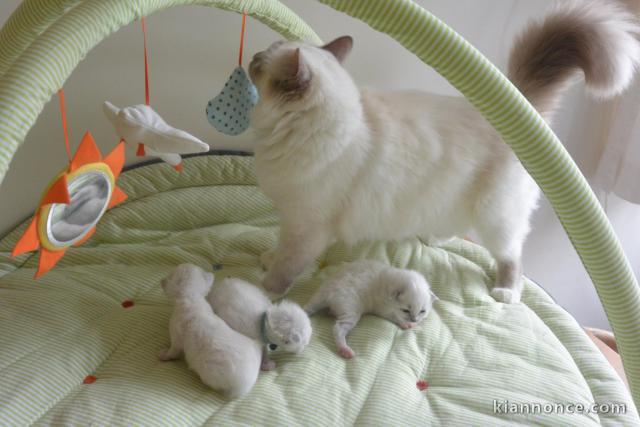 Magnifiques Chatons Sacré de Birmanie Pure Race