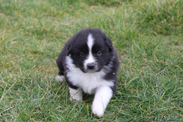 Chiot Berger Australien femelle non lof à donner 