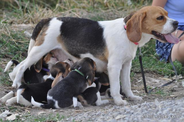 Magnifiques Chiots Beagle Pure Race