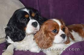 Adorables Chiots Cavaliers King Charles Pure Race