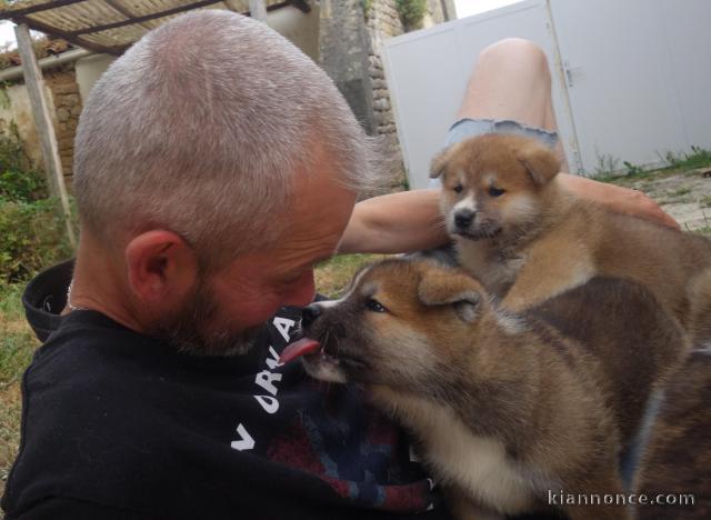 Magnifiques Chiots Akita Inu Pure Race 