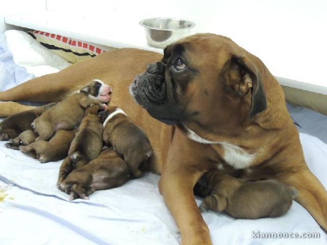 Magnifiques Chiots Boxer Pure Race