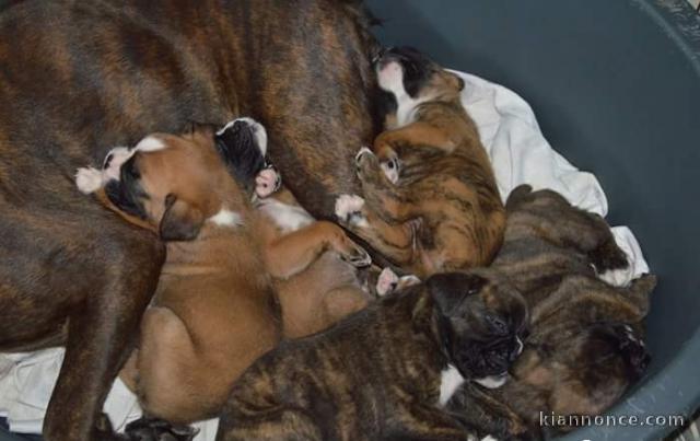 Magnifiques Chiots Boxer Pure Race