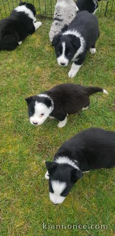 Magnifiques Chiots Border Collie Pure Race