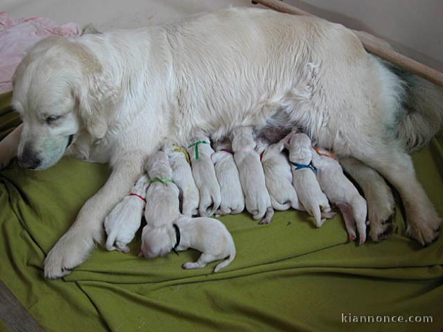  Magnifiques Chiots Golden Retriever Pure Race