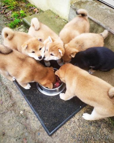 Sublimes Chiots Shiba Inu Pure Race