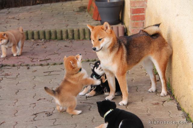 Sublimes Chiots Shiba Inu Pure Race