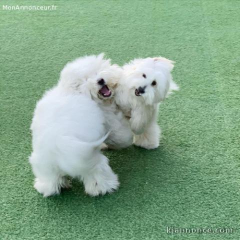 Magnifiques chiots Coton de Tuléar a donner.