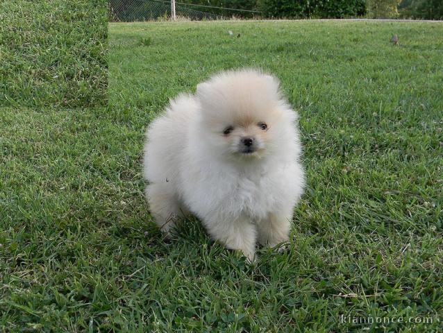 Donne chiot type Chow chow 