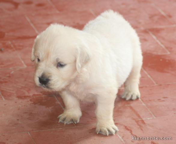 Donne chiot type Golden retriever