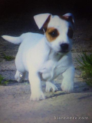 Donne chiot type Jack Russel terrier